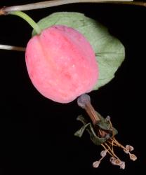 Image: P.B. Heenan © Landcare Research 2014 